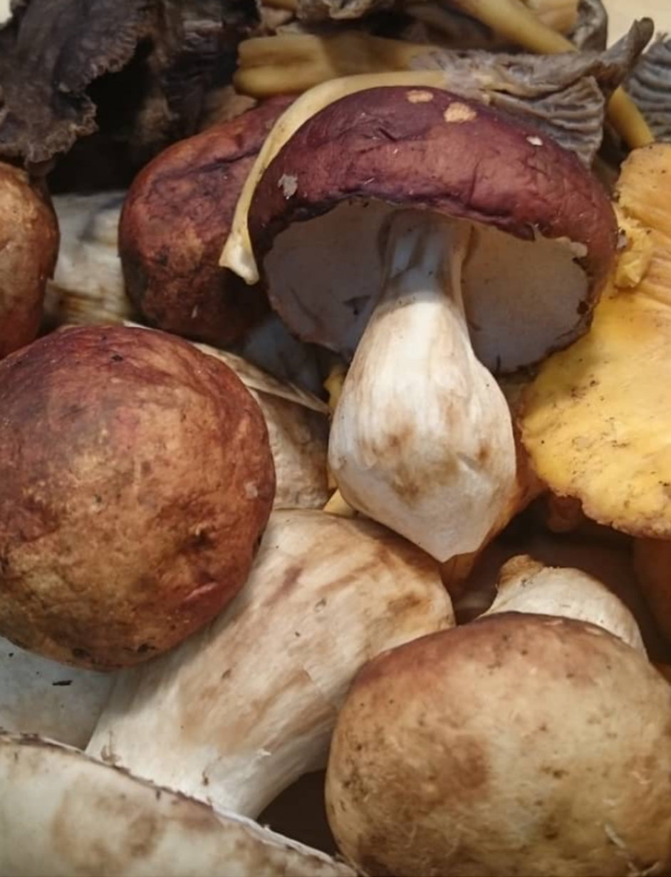 Croquetas de Boletus Casa Marcial 24 uds